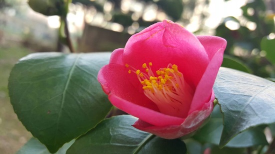 [포토] 꽃의 계절 봄의향연