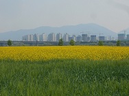 [일상포토] 구리 한강시민공원 고수부지 녹색의 보리밭과 노란 유채꽃의 조화  