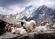 [자료] 인도북부,이란,티베트,중국,몽고 등지에서 생산되는 산양털 섬유 캐시미어(Cashmere) 와 인도(파키스탄,중국분쟁지역) 카슈미르(Kashmir)지방과는 상관 있다?	