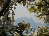 [포토] 용마산 배밭공원 산책.. 벚꽃 지니 배꽃 활짝