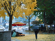 [일상단상] 삶 → 사람 → 사랑 .. 가을비 속 과일장수 아저씨에게 노란 은행나무와 수북히 쌓인 은행잎이 꽃길이기를 